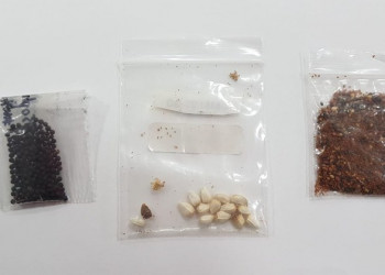 Laboratório identifica presença de pragas em sementes misteriosas enviadas ao Brasil